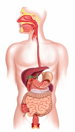 The Impact Of Toxins