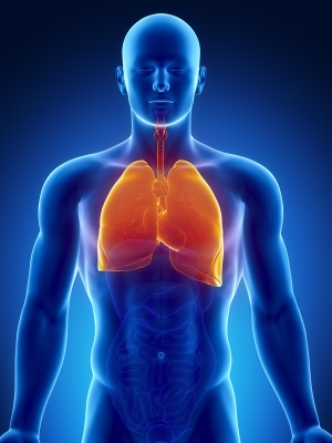 Human thorax organs with lungs and heart