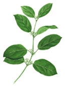 Gymnema Leaf – known as the “sugar destroyer”